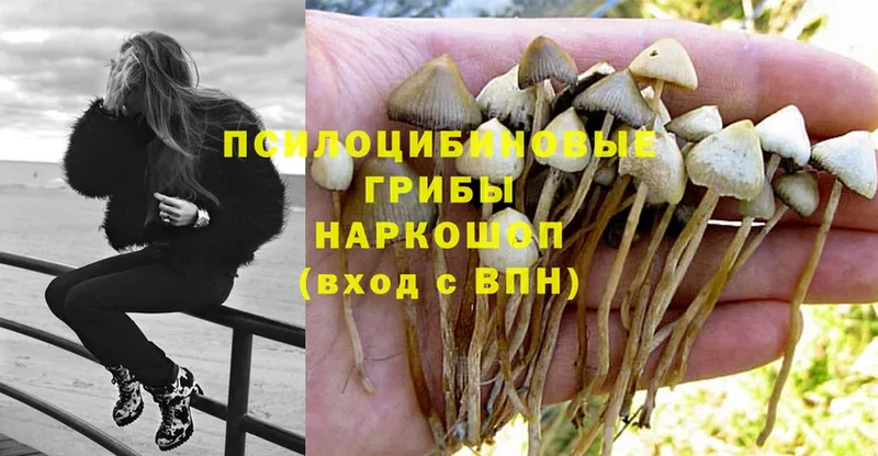 мориарти клад  Нахабино  Псилоцибиновые грибы Magic Shrooms 